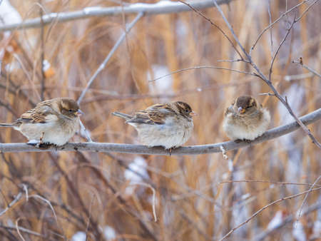 Three Sparrows sits on a branch without leaves. Sparrows on a branch in the autumn or winterの写真素材