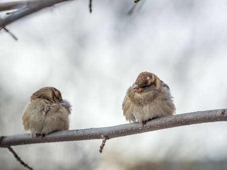 Two Sparrows sits on a branch without leaves. Sparrows on a branch in the autumn or winterの写真素材