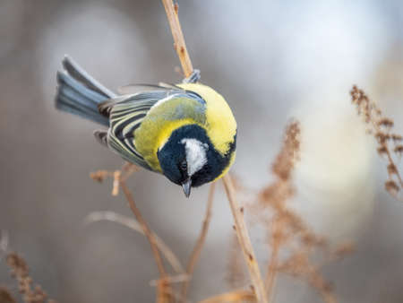 Cute bird Great tit, songbird sitting on a branch without leaves in the autumn or winter. Parus majorの写真素材