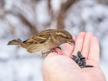 Sparrow eats seeds from a man's hand. A Sparrow bird sitting on the hand and eating nuts.の写真素材