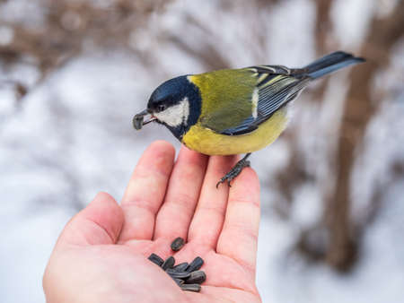 A tit sits on a man's hand and eats seeds. Taking care of birds in winter.の写真素材