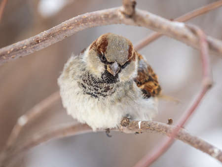 Sparrow sits on a branch without leaves. Sparrow on a branch in the autumn or winterの写真素材