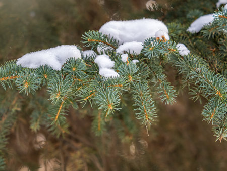 Green fir branches in winter covered with snow. Branches of fir tree as background, closeup. Christmas backgroundの写真素材