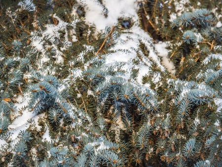 Green fir branches in winter covered with snow. Branches of fir tree as background, closeup. Christmas backgroundの写真素材