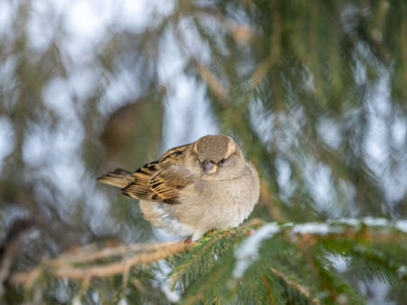 Sparrow sits on a fir branch in the sunset light. Sparrow on a branch in the autumn or winterの写真素材