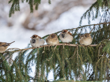 Three Sparrows sits on a fir branch. Sparrows on a branch in the autumn or winter
