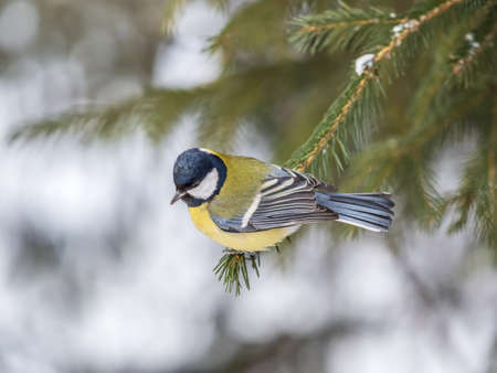 Cute bird Great tit, songbird sitting on the nice fir branch. Parus majorの写真素材