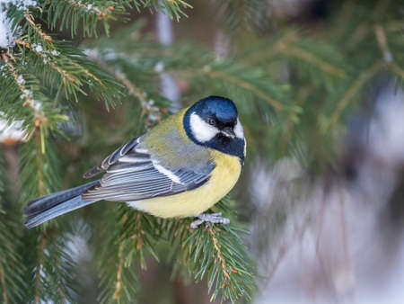 Cute bird Great tit, songbird sitting on the nice fir branch. Parus majorの写真素材