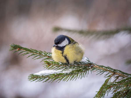 Cute bird Great tit, songbird sitting on the fir branch with snow in winter. Parus majorの写真素材