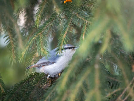 Eurasian nuthatch or wood nuthatch, lat. Sitta europaea, sitting on the fir branch in the forest. Gray and Orange colored small bird with a black eyestripe.の写真素材