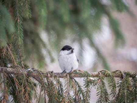 Cute bird The willow tit, song bird sitting on the fir branch. Willow tit perching on tree in winter. The willow tit, lat. Poecile montanus.の写真素材