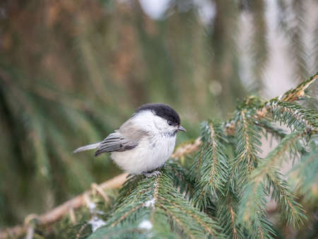 Cute bird the willow tit, song bird sitting on the fir branch with snow in winter. Willow tit perching on tree in winter. The willow tit, lat. Poecile montanus.の写真素材