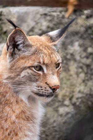 Portrait of The Eurasian lynx close-up. The Eurasian lynx, lat. Lynx lynx, is a medium-sized wild cat occurring from Europe to Central Asia and Siberia.の写真素材