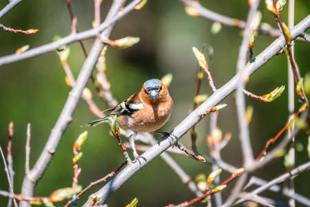 Common chaffinch sits on a branch in spring on green background. Beautiful songbird Common chaffinch in wildlife. The common chaffinch or simply the chaffinch, latin name Fringilla coelebs.の写真素材