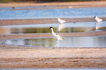 The pied avocet, Recurvirostra avosetta, is a large black and white wader with long, upturned beak and long, bluish legsの写真素材