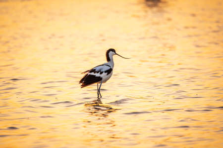 Water bird pied avocet, Recurvirostra avosetta, standing in the water in orange sunset light. The pied avocet is a large black and white wader with long, upturned beak and long, bluish legsの写真素材