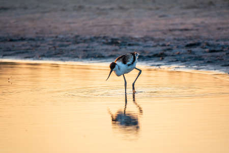 Water bird pied avocet, Recurvirostra avosetta, feeding in the lake. The pied avocet is a large black and white wader with long, upturned beak and long, bluish legsの写真素材