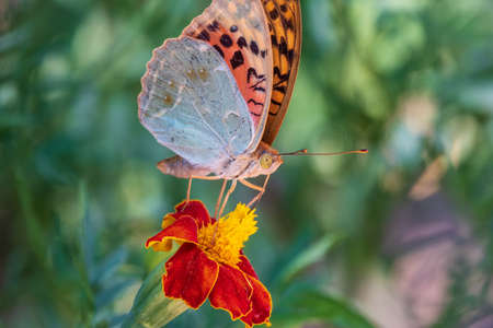 The dark green fritillary butterfly collects nectar on flower. Speyeria aglaja, previously known as Argynnis aglaja is a species of butterfly in the family Nymphalidae.の写真素材