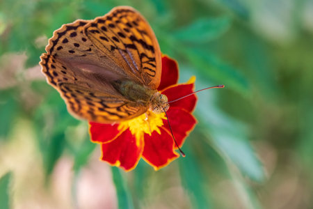 The dark green fritillary butterfly collects nectar on flower. Speyeria aglaja, previously known as Argynnis aglaja is a species of butterfly in the family Nymphalidae.の写真素材