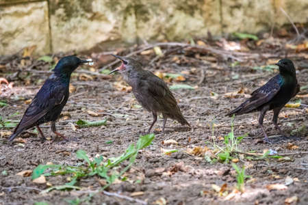 A pair of starlings feed their chick on the lawn. Sturnus vulgaris, on a sprng lawn. Close-up of foraging parent animal collecting food and feeding a juvenile bird.の写真素材