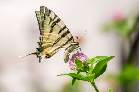 Beautiful Butterfly Scarce Swallowtail, Sail Swallowtail, Pear-tree Swallowtail, Podalirius. Butterfly sailboats family Papilionidae. Latin Iphiclides podaliriu. Butterfly collects nectar on flowerの写真素材