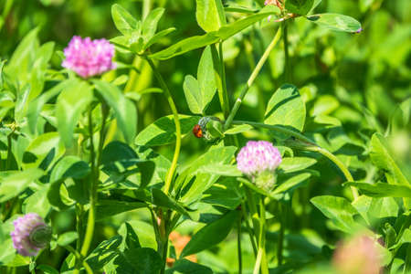 Clover with green leaves and a ladybug on it. Ladybug sitting on clover leafの写真素材