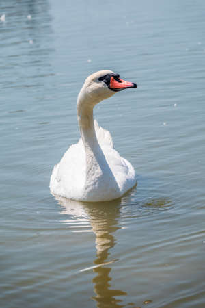 Graceful white Swan swimming in the lake, swans in the wild. Portrait of a white swan swimming on a lake. The mute swan, latin name Cygnus olor.の写真素材
