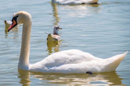 Graceful white Swan swimming in the lake, swans in the wild. Portrait of a white swan swimming on a lake. The mute swan, latin name Cygnus olor.の写真素材