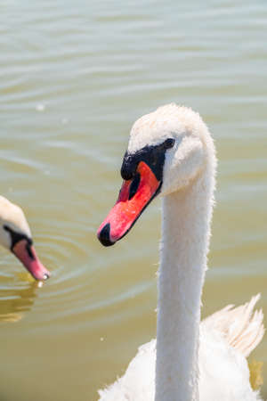 Portrait of a graceful white swan with long neck on blue water background. The mute swan, Cygnus olorの写真素材