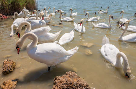 A large flock of graceful white swans swims in the lake., Swans in the wild. The mute swan, latin name Cygnus olor.の写真素材