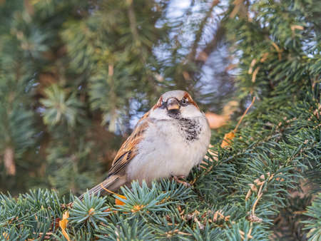 Sparrow sits on a fir branch in the sunset light. Sparrow on a branch in the autumn or winterの写真素材