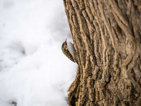 Little bird Eurasian treecreeper crawling on a tree. Cute interesting forest bird Treecreeper. Nature background. The Eurasian treecreeper or common treecreeper, lat. erthia familiarisの写真素材