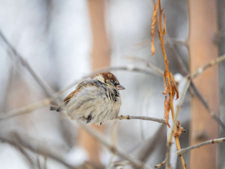 Sparrow sits on a branch without leaves. Sparrow on a branch in the autumn or winterの写真素材