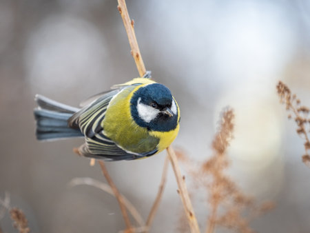 Cute bird Great tit, songbird sitting on a branch without leaves in the autumn or winter. Parus majorの写真素材