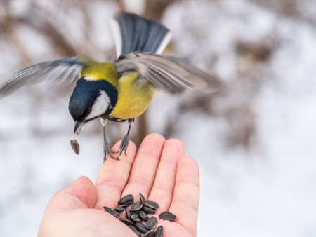 A tit sits on a man's hand and eats seeds. Taking care of birds in winter.の写真素材