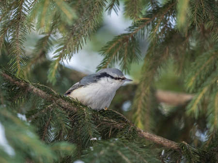 Eurasian nuthatch or wood nuthatch, lat. Sitta europaea, sitting on the fir branch in the forest. Gray and Orange colored small bird with a black eyestripe.の写真素材