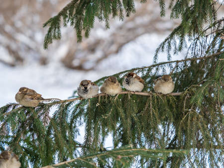 Three Sparrows sits on a fir branch. Sparrows on a branch in the autumn or winterの写真素材