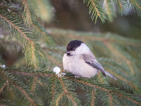 Cute bird The willow tit, song bird sitting on the fir branch. Willow tit perching on tree in winter. The willow tit, lat. Poecile montanus.の写真素材