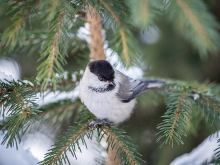 Cute bird the willow tit, song bird sitting on the fir branch with snow in winter. Willow tit perching on tree in winter. The willow tit, lat. Poecile montanus.の写真素材