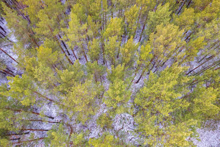 Aerial view of a winter pine forest. Top view of snow-covered pine trees. Beautiful winter forest landscape. Coniferous forest panorama. Picturesque northern nature.の写真素材