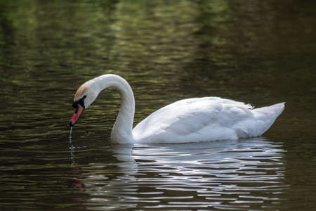 A graceful white swan swimming on a lake with dark green water. The white swan is reflected in the water. The mute swan, Cygnus olorの写真素材