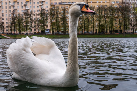Graceful white swan swim in the pond in city park. The mute swan, Cygnus olorの写真素材