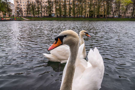 Two graceful white swans swim in the pond in city park. The mute swan, Cygnus olorの写真素材