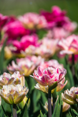 Beautiful pink and white tulips flower bed in the green spring garden. Natural sprintime background.の写真素材