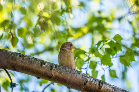 Green and yellow songbird, european greenfinch sitting on a branch in spring. The European greenfinch, or greenfinch, lat. Chloris chloris, is a small passerine bird in the finch family Fringillidae.の写真素材