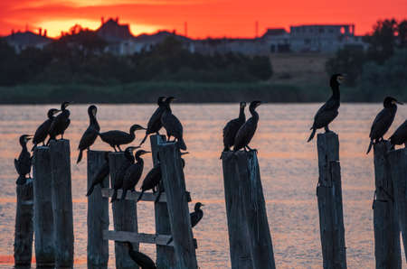 Beautiful red and orange sunset over sea, the sun goes down over sea. Dramatic Sunset Sky. A flock of cormorants sits on old sea pier in orange sunset light. The great cormorant, Phalacrocorax carboの写真素材