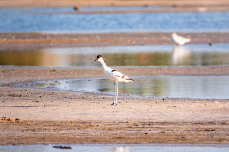 The pied avocet, Recurvirostra avosetta, is a large black and white wader with long, upturned beak and long, bluish legsの写真素材