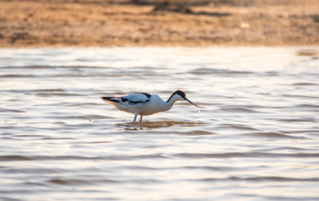 Water bird pied avocet, Recurvirostra avosetta, feeding in the lake. The pied avocet is a large black and white wader with long, upturned beak and long, bluish legsの写真素材