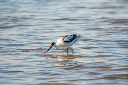 Water bird pied avocet, Recurvirostra avosetta, feeding in the lake. The pied avocet is a large black and white wader with long, upturned beak and long, bluish legsの写真素材