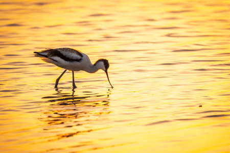 Water bird pied avocet, Recurvirostra avosetta, standing in the water in orange sunset light. The pied avocet is a large black and white wader with long, upturned beak and long, bluish legsの写真素材